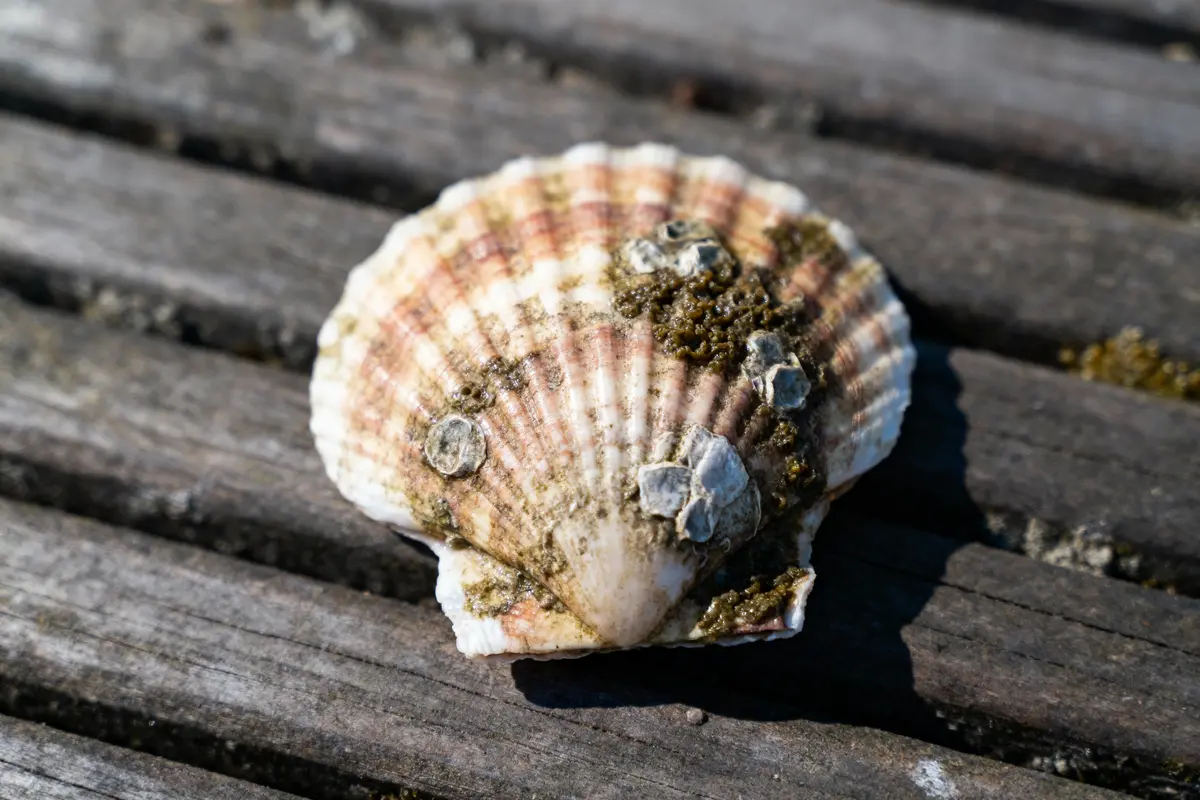 Coquille Saint-Jacques sur planches en bois, avec algues et coquillages adhérents, éclairée par le soleil.