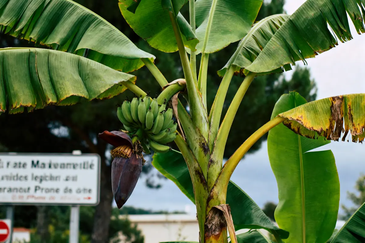 Un bananier avec fruits et fleurs, panneau flou en arrière-plan, environnement extérieur verdoyant, ciel nuageux.