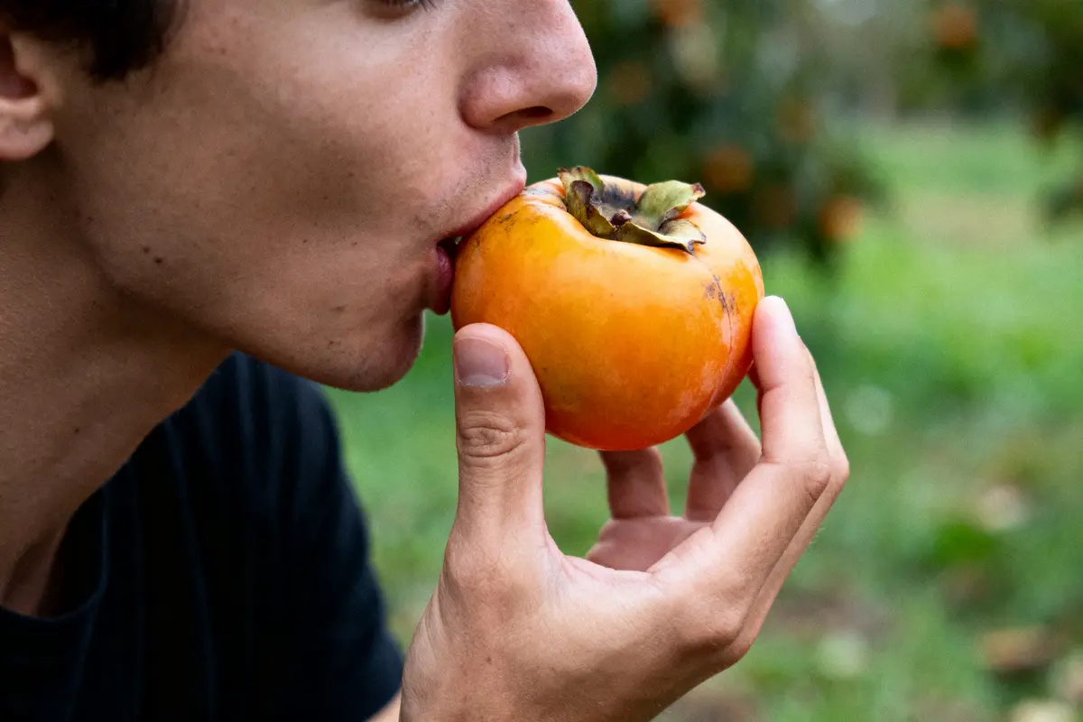 Personne mange un kaki mûr, tenant le fruit proche de sa bouche, arrière-plan flou de verdure.