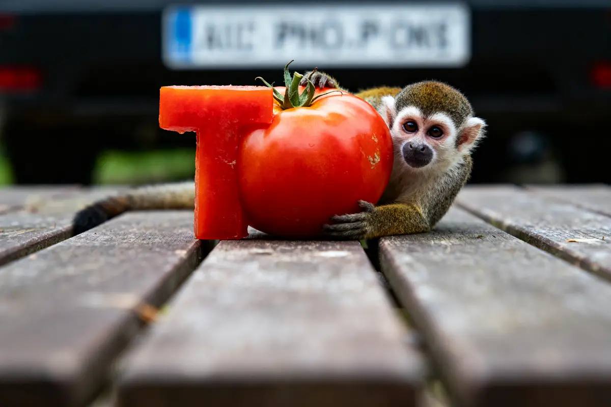 Un singe câline une tomate près d'un chiffre un sur une table en bois.