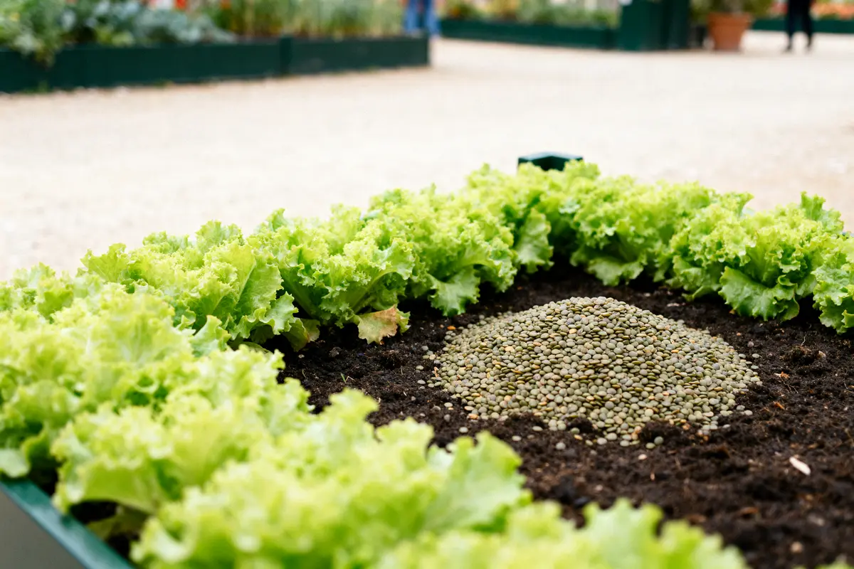 Plants de laitue et lentilles sur un lit de terreau, légume en L cultivé