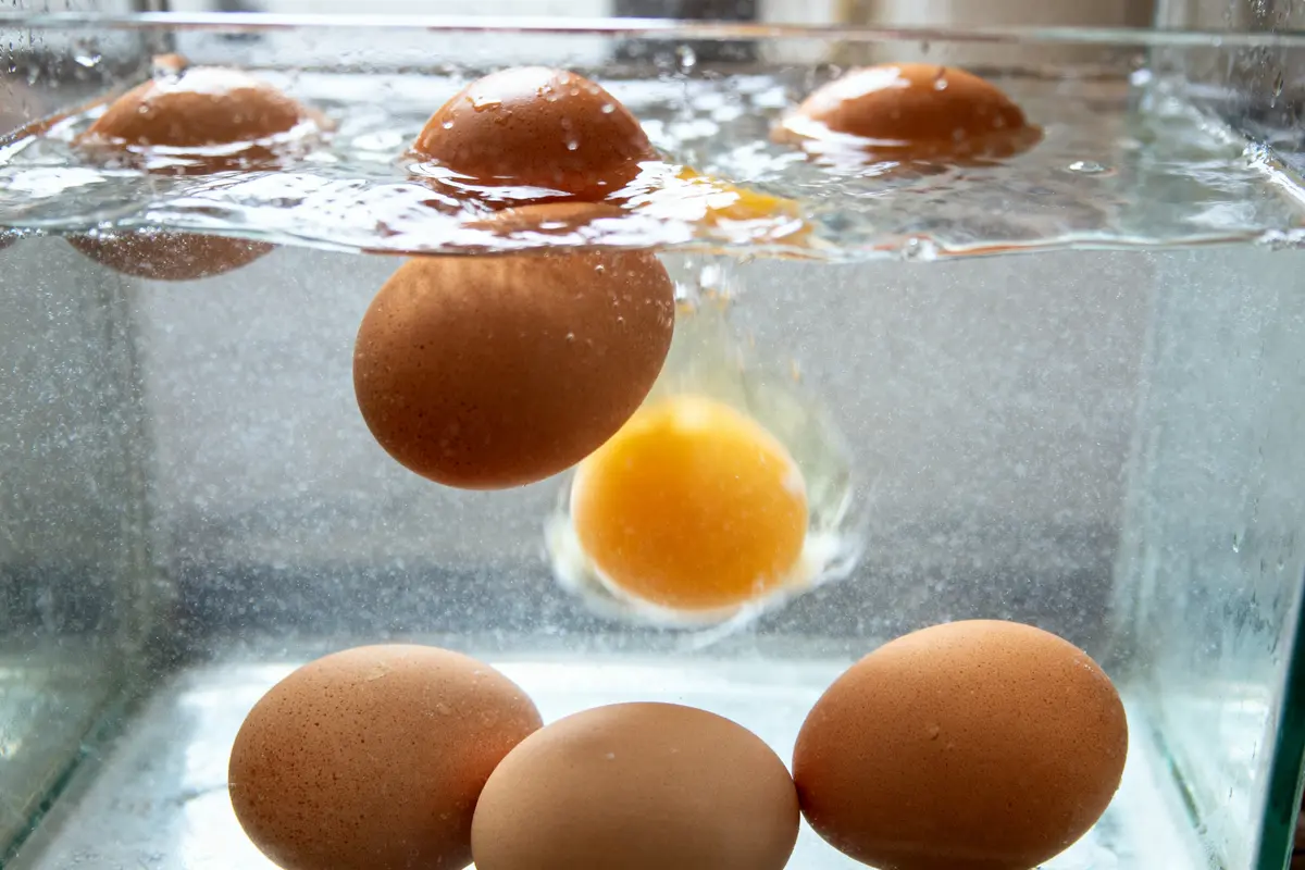 Œufs flottant dans un récipient d'eau pour tester les oeufs fraîcheur et qualité